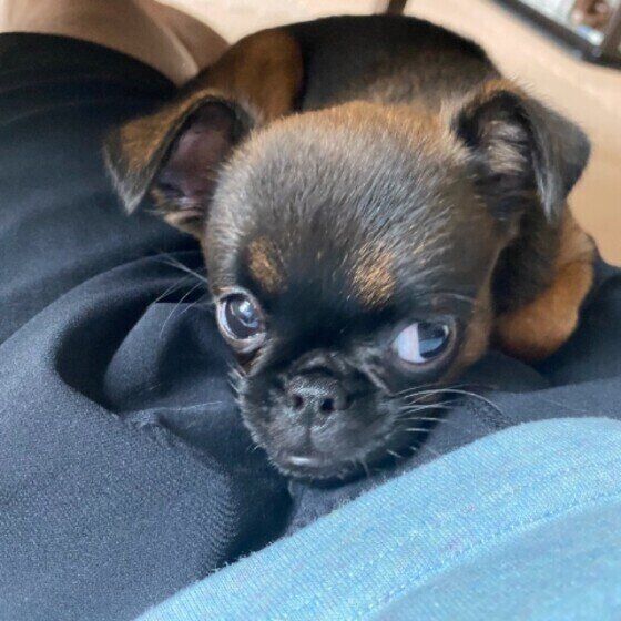 プチ・ブラバンソン