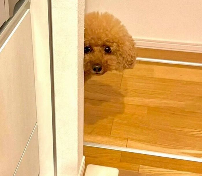 飼い主さんのことを見つめるプーチンくん