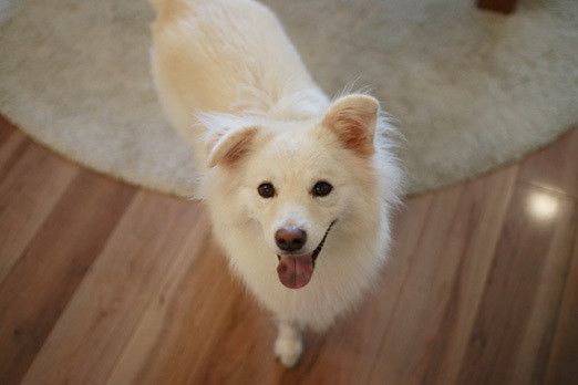 いぬのきもちweb