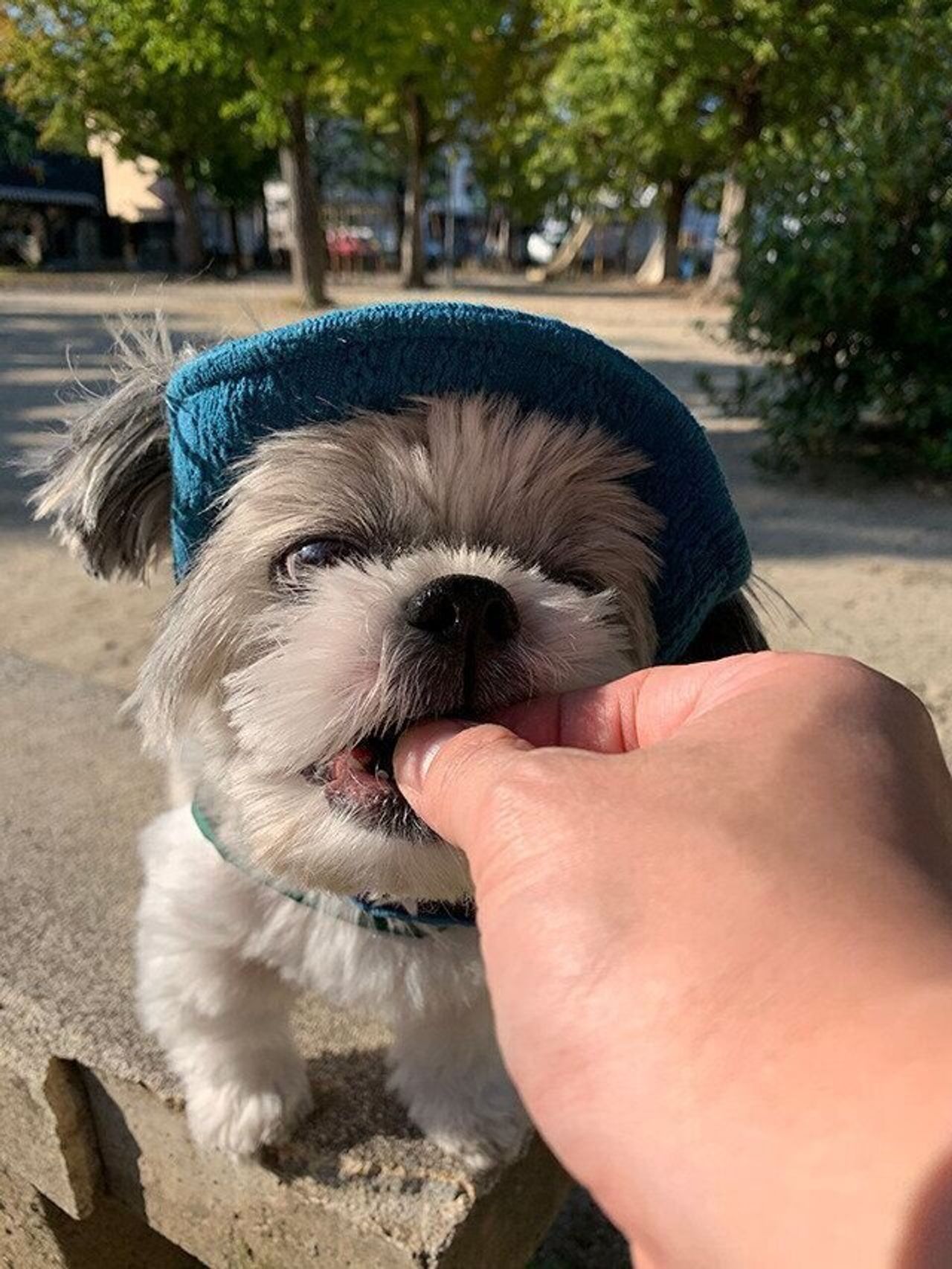 犬より犬歯を使う男が現れた 犬歯のつかいかた 連載 シーズー犬のてんぽ 第90回 いぬのきもちweb Magazine 犬より犬歯を使う男が現れた 犬歯のつかいかた 連載 シーズー犬のてんぽ 第90回 いぬのきもちweb Magazine