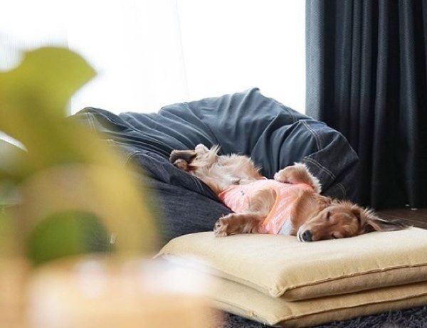 クッションで眠るミニチュア・ダックスフンド