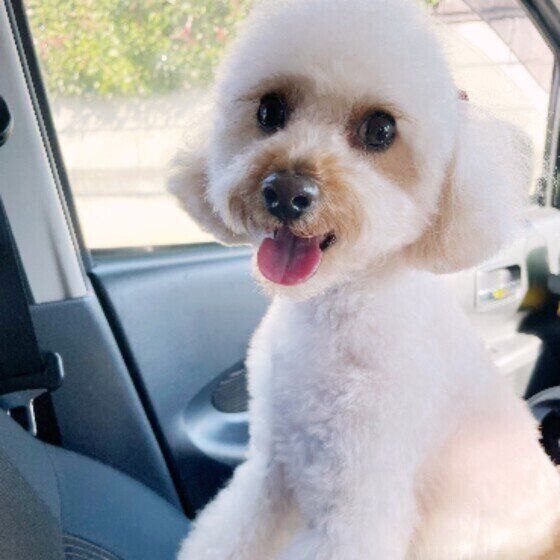 トイ・プードルのももちゃん