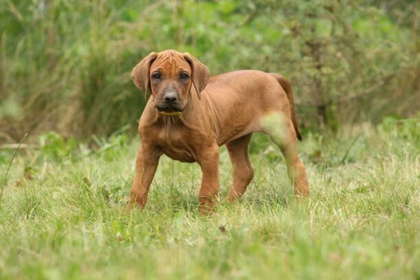 ローデシアン・リッジバック