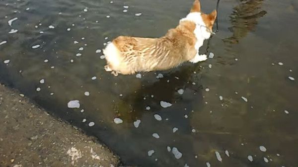 海で遊ぶ犬