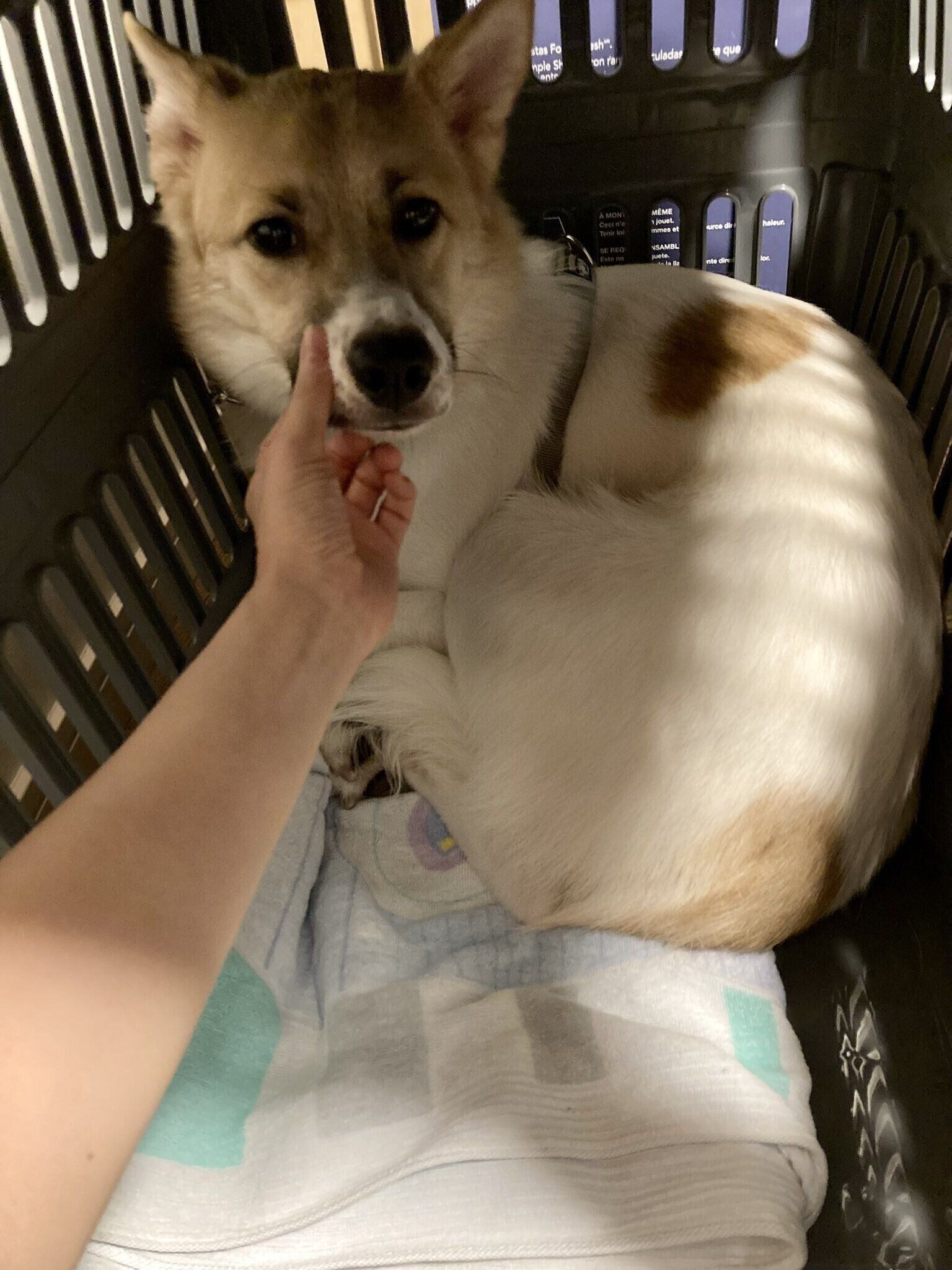 お迎えした当日に撮ったリリーちゃんの写真