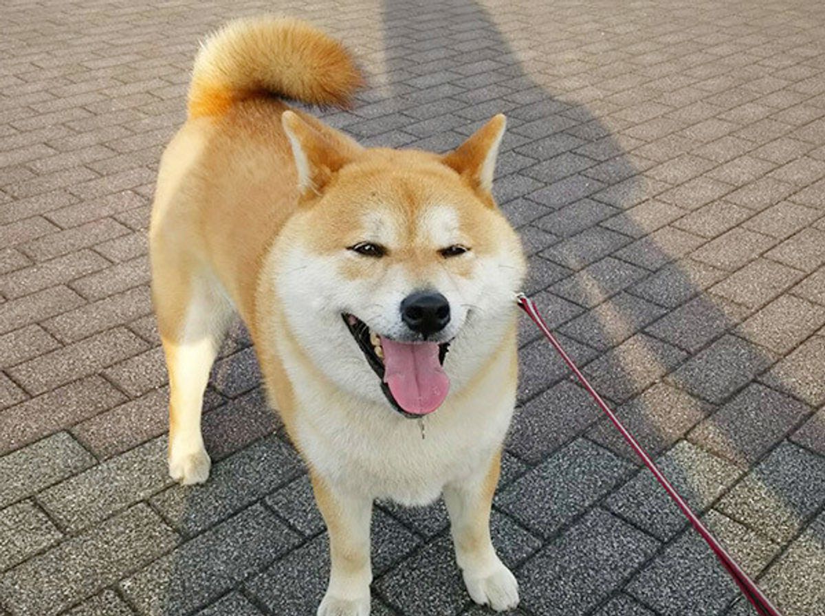 犬のウンチ後の 砂かけ 行為の理由 意見が分かれるも 真相は いぬのきもちweb Magazine 犬のウンチ後の 砂かけ 行為の理由 意見が分かれるも 真相は いぬのきもちweb Magazine