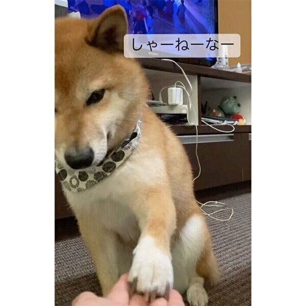 渋々オテをするてんちゃん