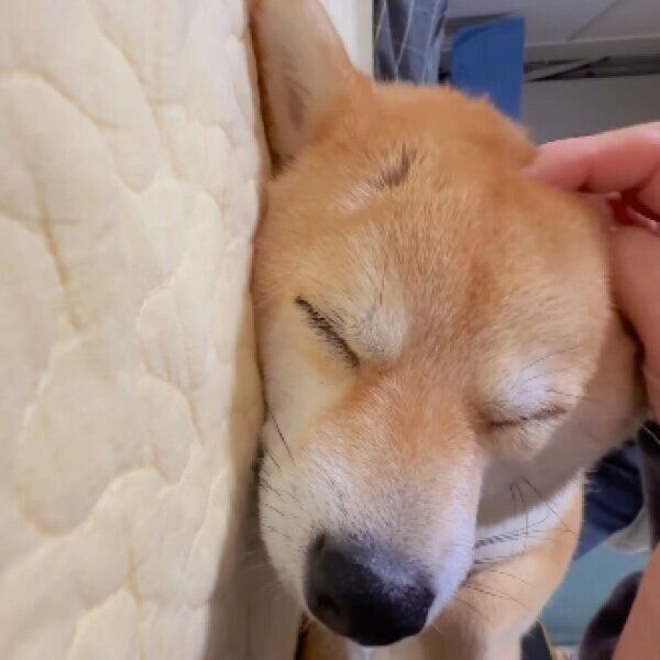 飼い主さんになでられて幸せそうなモモちゃん