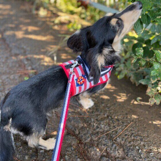 クンクンするミニチュア・ダックスフンドの檸檬くん