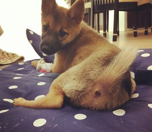 振り向くいのちゃん