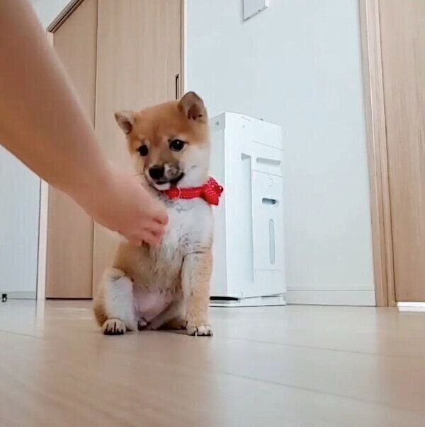 「オテ」の練習をするあまちゃん