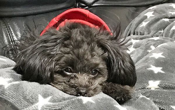 見つめるトイ・プードル