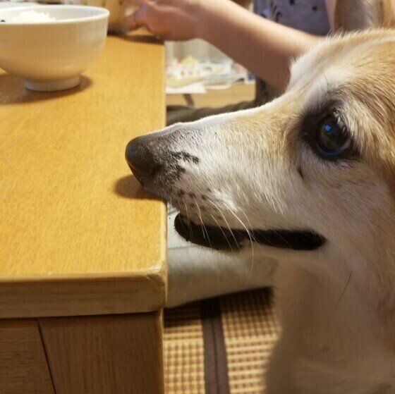 ウェルシュ・コーギー・ペンブロークのココアくん♪