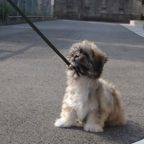 もう歩きたくない！