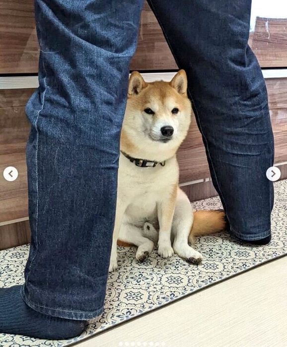パパさんが出かけるのを阻止する福来くん
