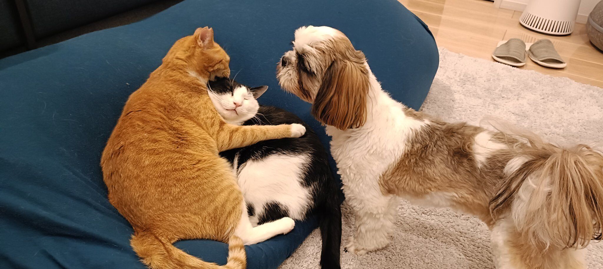 仲良しなふがしちゃんたち