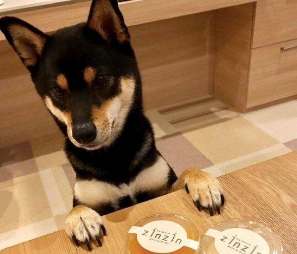 柴犬の小次狼ちゃん