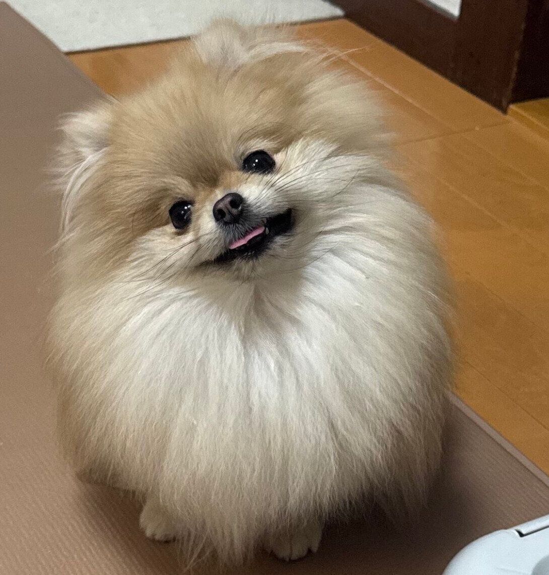 笑顔が可愛いなごみちゃん