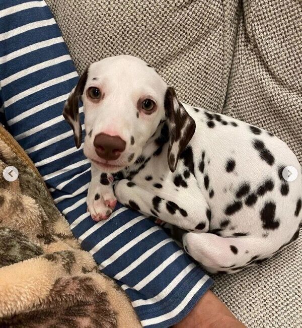 くつろぐあずきちゃん