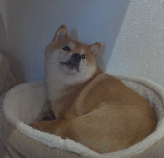 休憩中のハチくん