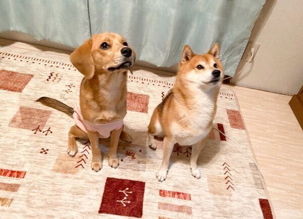 並んで座るあんずちゃん、こてつくん