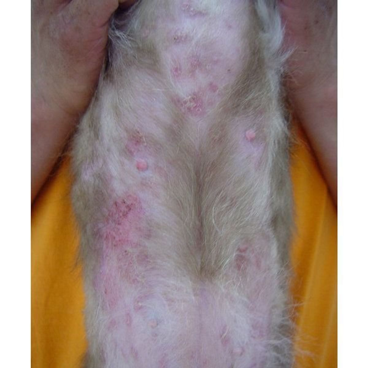 予防したい犬の病気 皮膚病 いぬのきもちweb Magazine 予防したい犬の病気 皮膚病 いぬのきもちweb Magazine