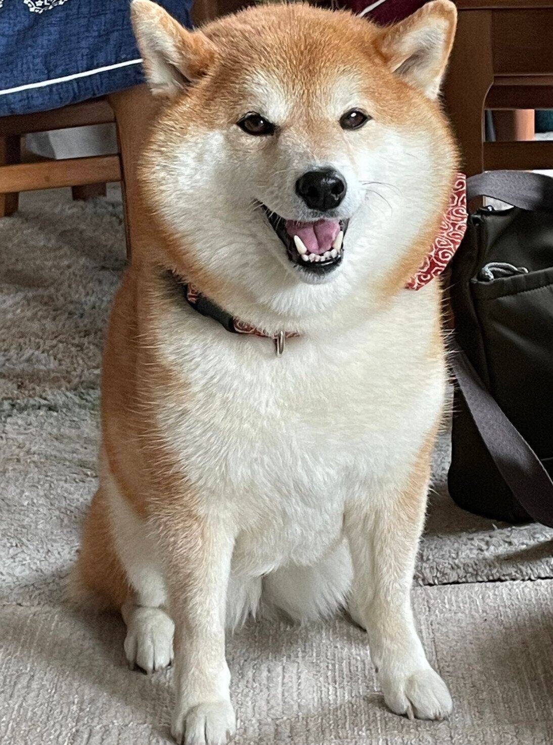 笑顔がかわいいハルちゃん