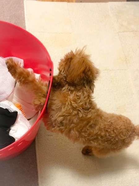 手を伸ばすパールちゃん