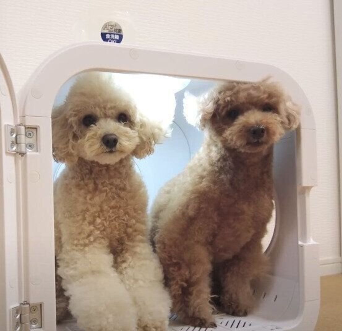 乾燥機が大好きな兄妹犬 妹のために隣をあけてくれるお兄ちゃんが優しい いぬのきもちweb Magazine 乾燥機が大好きな兄妹犬 妹のために隣をあけてくれるお兄ちゃんが優しい いぬのきもちweb Magazine