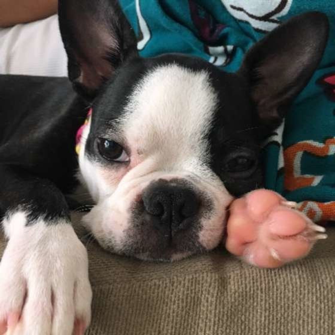 骨折や関節のトラブルも ケガのリスクから犬を守る肉球ケアとは いぬのきもちweb Magazine 骨折や関節のトラブルも ケガのリスクから犬を守る肉球ケアとは いぬのきもちweb Magazine