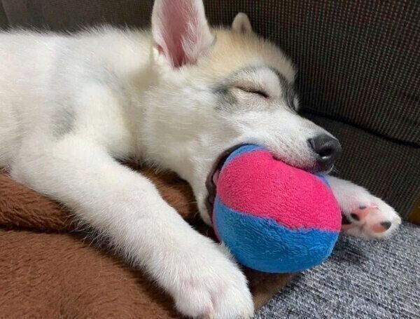 ボールをくわえながら眠るステラくん