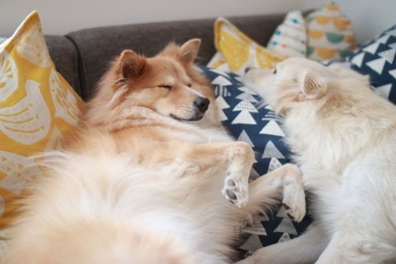 犬の寝顔を見て思うこと 穴澤賢の犬のはなし いぬのきもちweb Magazine 犬の寝顔を見て思うこと 穴澤賢の犬のはなし いぬのきもちweb Magazine