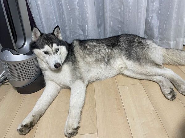 くつろぐハスカくん