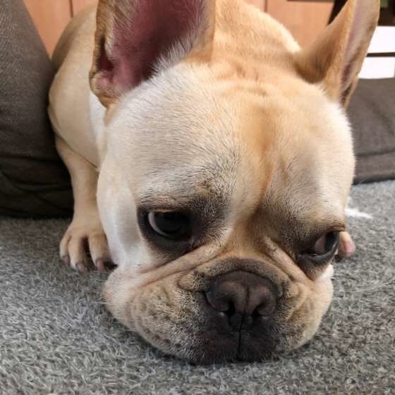 寝そべるフレンチ・ブルドッグ