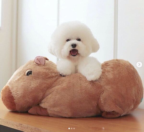 ぬいぐるみの上に乗るしらすくん