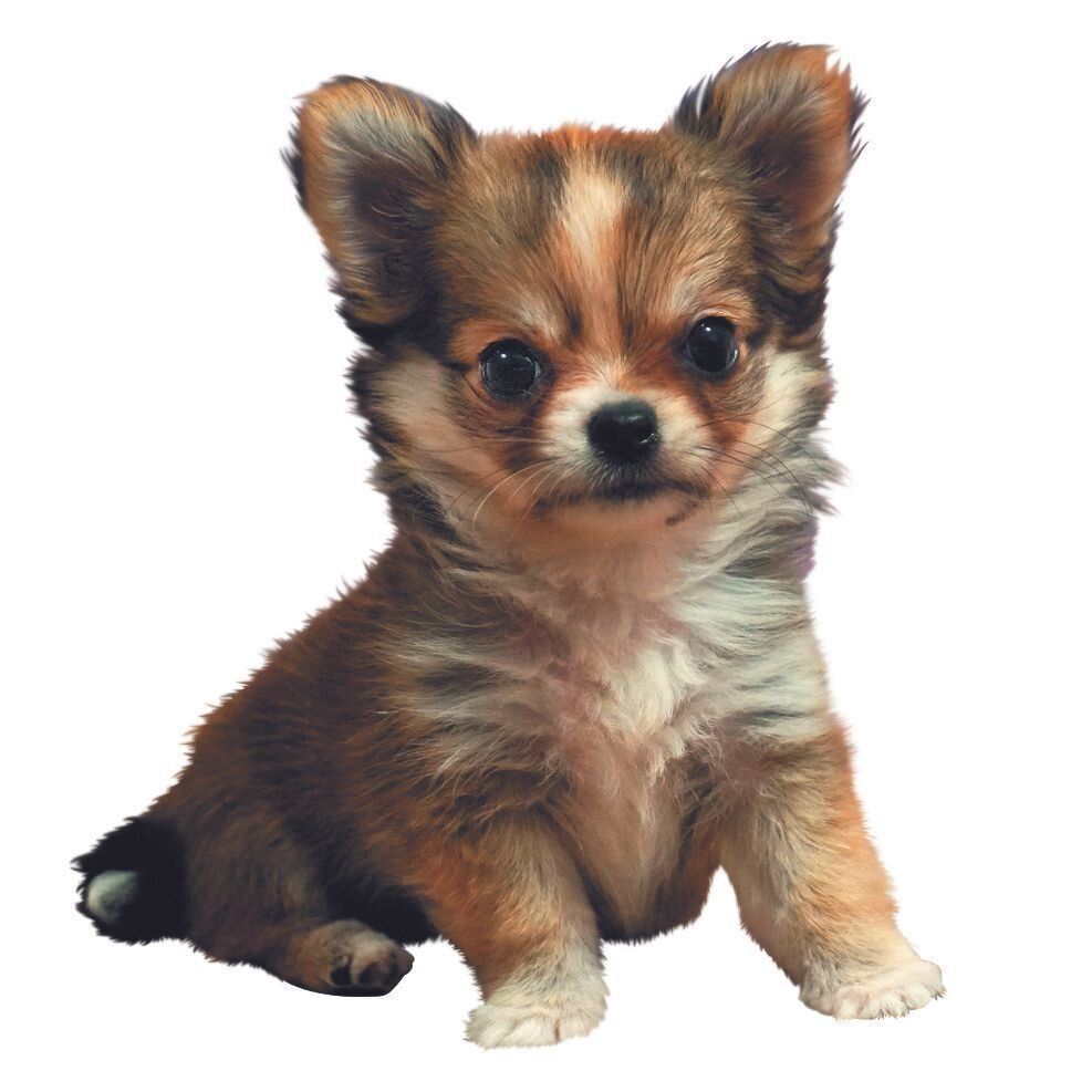 子犬時代のSARAちゃん