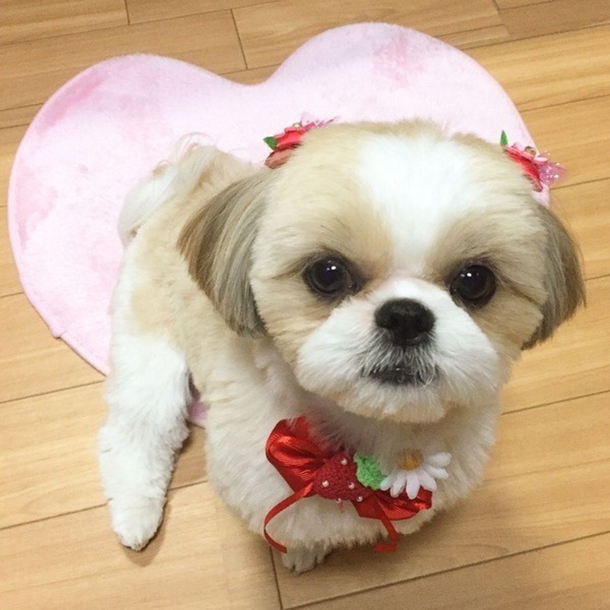 愛犬のご機嫌とりをやめるとしつけが楽に 無反応 のすすめ いぬのきもちweb Magazine 愛犬のご機嫌とりをやめるとしつけが楽に 無反応 のすすめ いぬのきもちweb Magazine