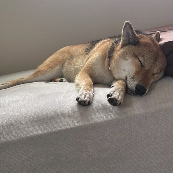 柴　お昼寝中