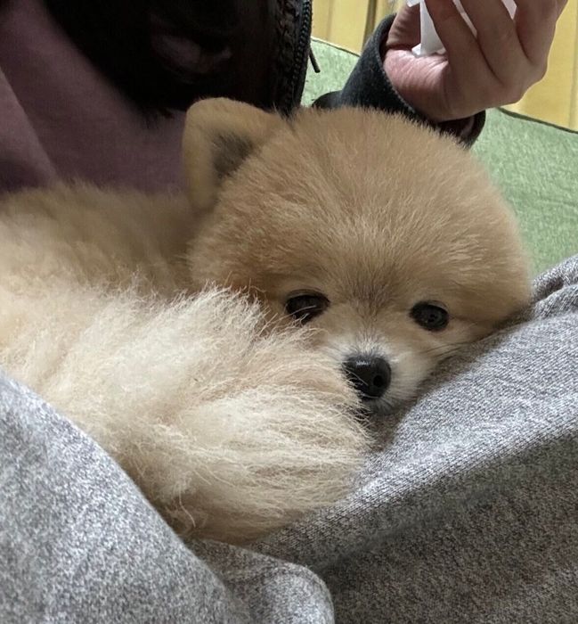 飼い主さんの膝の上で、幸せそうな表情のぬーくん