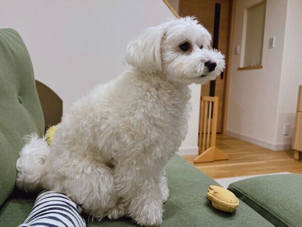 飼い主さんの手に座るまるこちゃん