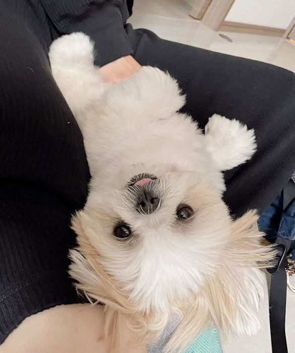 デレデレに甘えるミカンちゃん