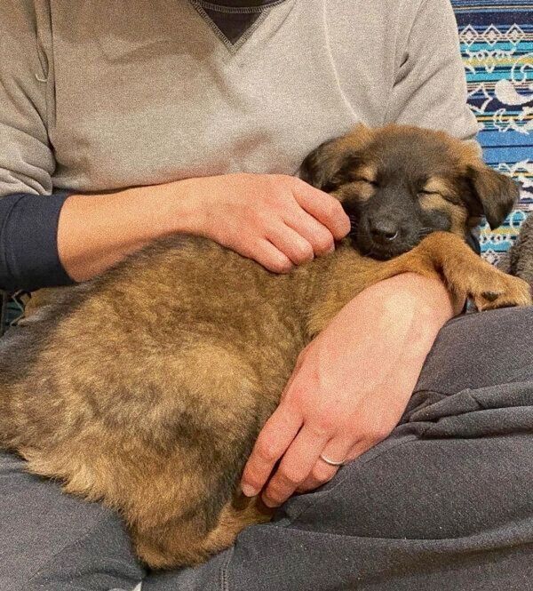 家族になった日のくま子ちゃん