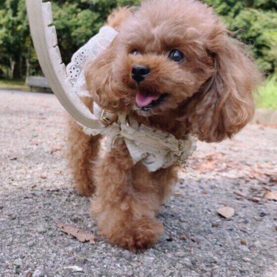 散歩するトイ・プードル