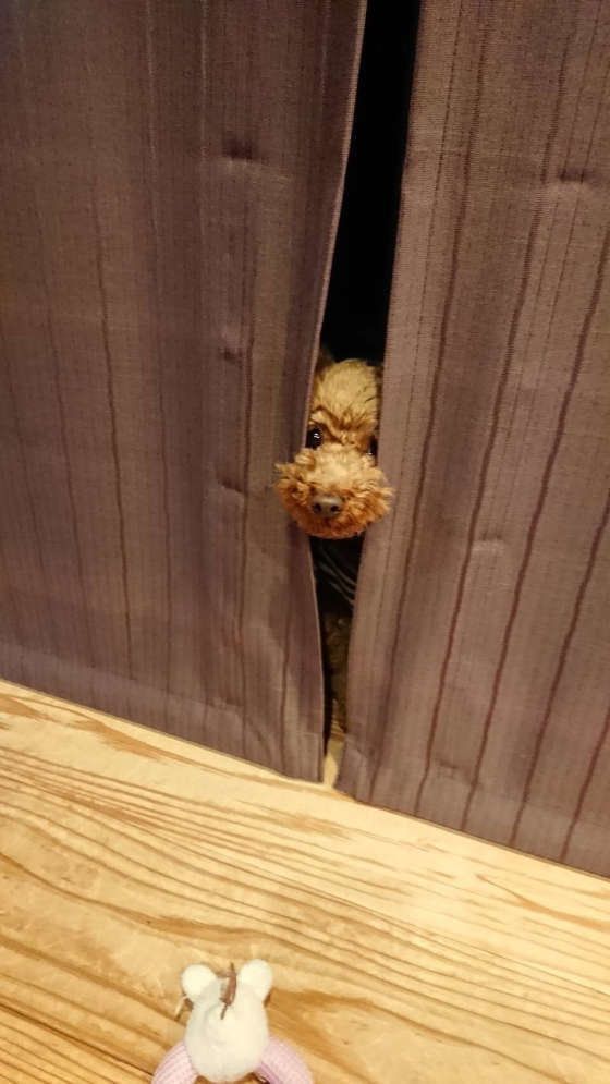 トイ・プードルのあんずちゃん