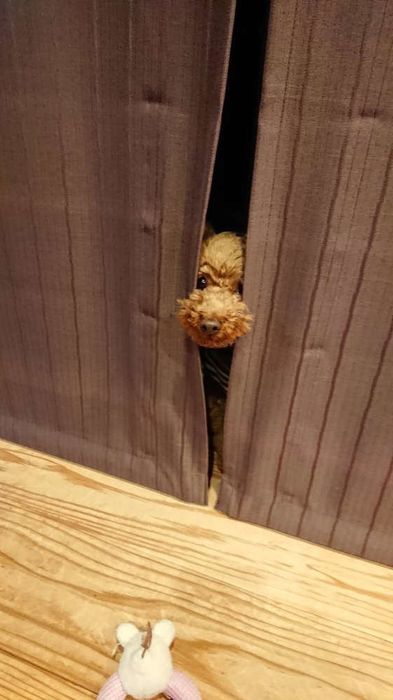 トイ・プードルのあんずちゃん