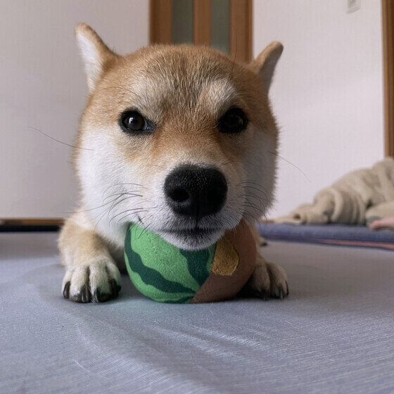 遊ぼう♪とお誘いをする柴犬