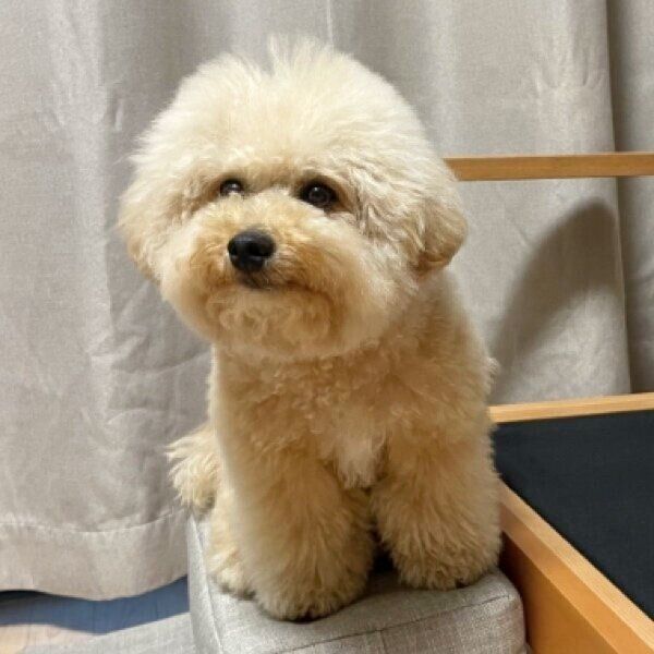 ソファのクッションがなくて飼い主さんを見つめるポテチくん