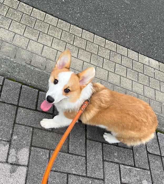 大きくなったルークくん