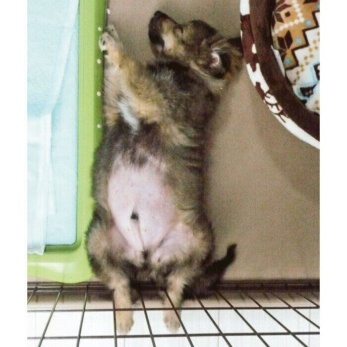 生後3カ月のころのポン太郎くん