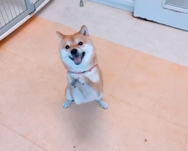 トリミングサロンのお姉さんに「褒めて〜」とアピールするちくわくん